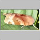 Noctua fimbriata - Bunte Bandeule - Niedringhaussee-TUEP 01a.jpg